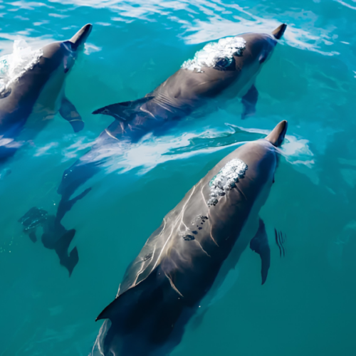 Maldives Island Escape 4D3N